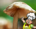 蘑菇(鲜蘑)