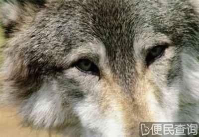 《与狼共舞》获第63届奥斯卡最佳影片奖