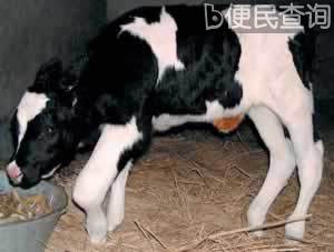 我国第一头转基因牛诞生
