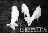 我国转基因羊研究获重大突破