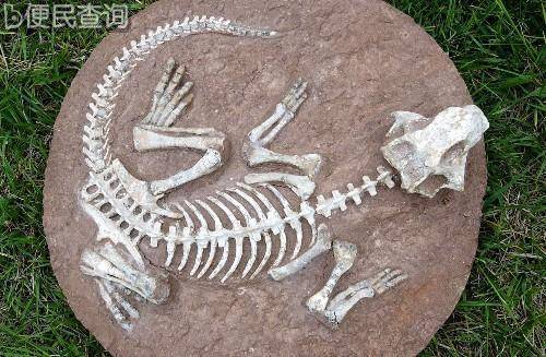 美国发现一批恐龙化石